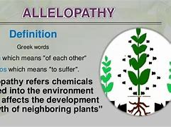 Image result for allelopathic