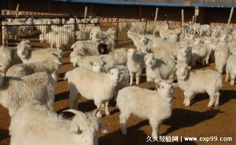 【养羊笔记】提高母羊养殖效益的饲喂技术_成年_羔羊_阶段