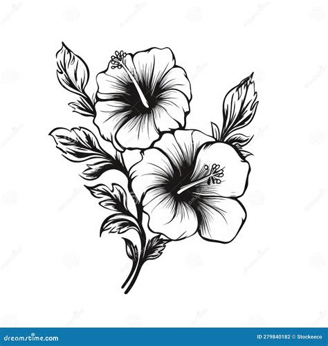 Hibiscus Flower Black And White
