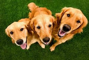 Image result for Golden Retrievers and Bunnies
