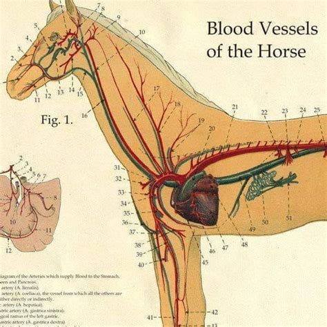 (IET OSTEO 1) Equine Osteopathic Techniques, Vascular & Thoracic with ...