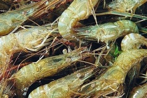 河虾吃什么，食物不足时会自相残杀 - 农敢网