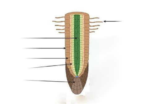 Image result for Root Python Diagram