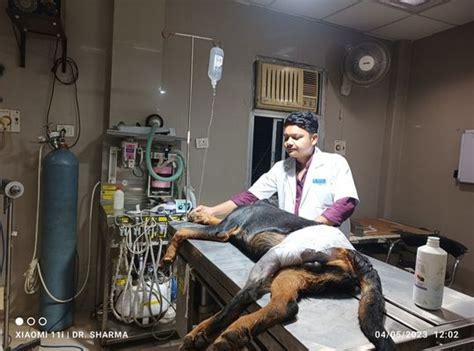 Dr Suraj Sharma | Veterinary Medicine | DrPET Online