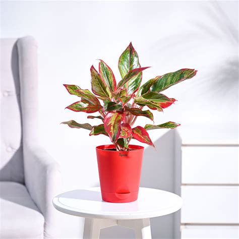 Buy Aglaonema Plant Online in India | Safe Home Delivery – Ugaoo