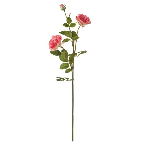Flower Stem Png