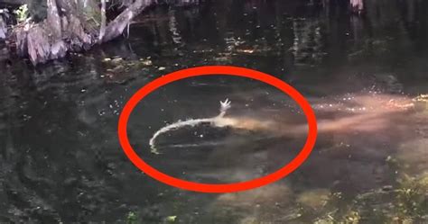 Image result for Alligator and Python Fight