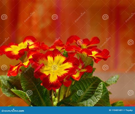 Garden Primrose Red Yellow Flower Stock Image - Image of drops, botany ...