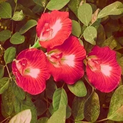 Cloud Farm Aparajita/ Butterfly Pea Plant Price in India - Buy Cloud ...