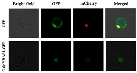 An R2R3-MYB Transcription Factor OsMYBAS1 Promotes Seed Germination ...