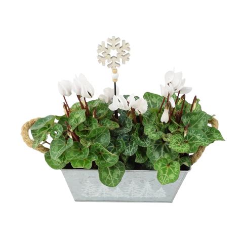 White Cyclamen Christmas Trough Festive Outdoor Planter Gift By Plants ...