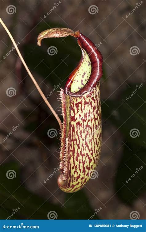 Nepenthes pitcher plant stock image. Image of close - 138985081