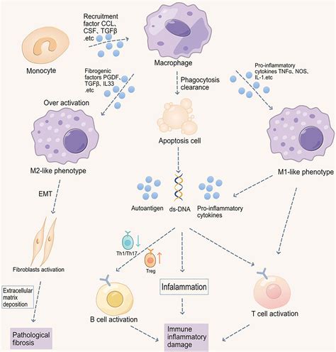 Macrophage Activation Syndrome Cell Death at Dylan Trouton blog