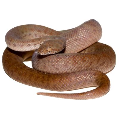 Patternless Pygmy Python 的图像结果
