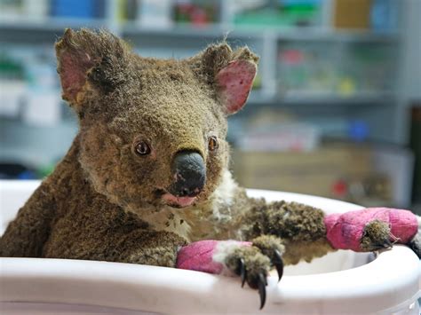 Are Koalas Poisonous at Georgia Thomasine blog