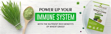 Attar Ayurveda 100% Natural Wheat Grass Powder (100 Gram) | Pure ...