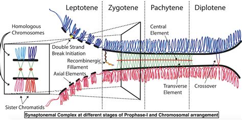 In a cell cycle crossing over occurs at(a) Single strand stage(b) Two ...
