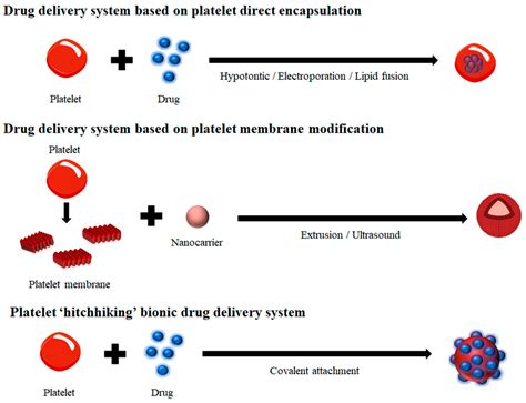 From Blood to Therapy: The Revolutionary Application of Platelets in Cancer-Targeted Drug Delivery