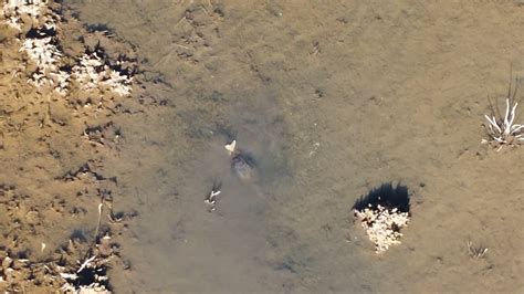 Image result for Snapping Turtle Eating