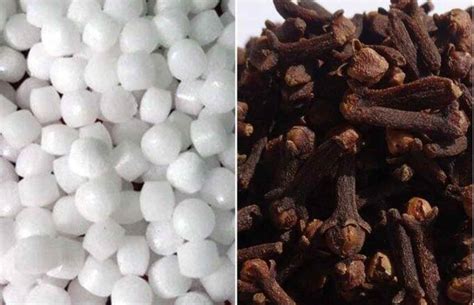 Camphor: Uses and Benefits of this Natural Wonder