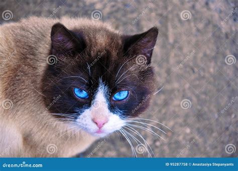 Siamese Cat with Beautiful Blue Eyes and a Wise Look. Stock Photo ...