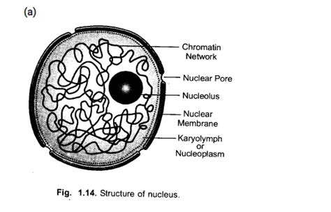 Draw a well labelled diagram of eukaryotic nucleus.