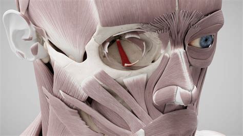 Musculus rectus inferior - DocCheck