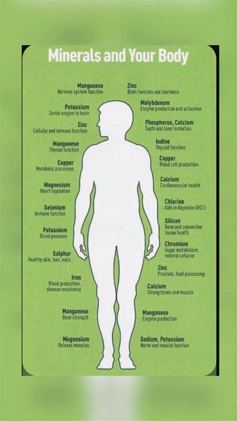 Human body systems