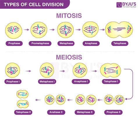 Image result for Cell Division Process