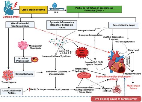 Cardiac arrest, stony heart, and cardiopulmonary resuscitation: An updated revisit