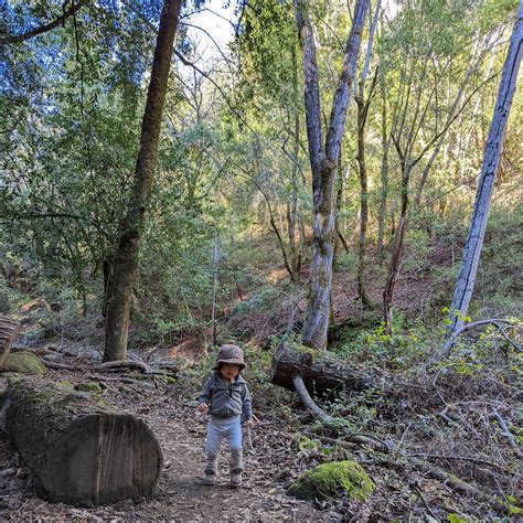Uvas Canyon County Park Camping | New Almaden, California
