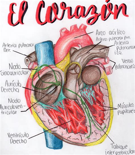 Esquema de la estructura del corazón | Anatomía del corazón, Estructura ...
