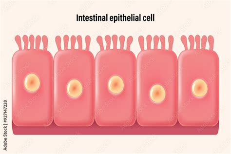 Image result for Small Intestine Epithelial Cells