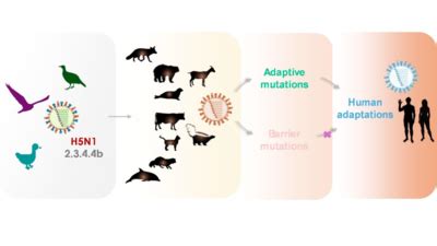 IISc study warns of rising human infection risk from evolving bird flu ...