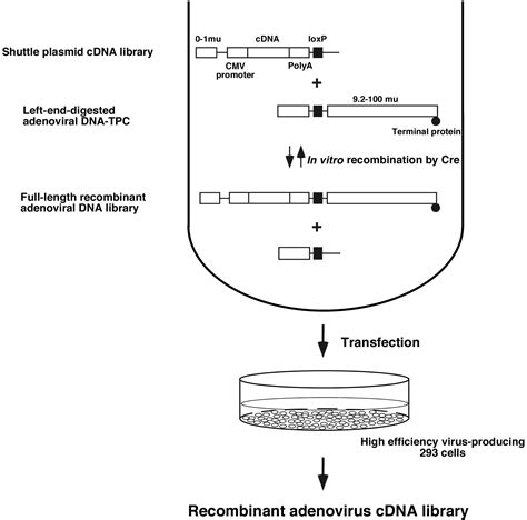 cDNA Library Definition 的图像结果