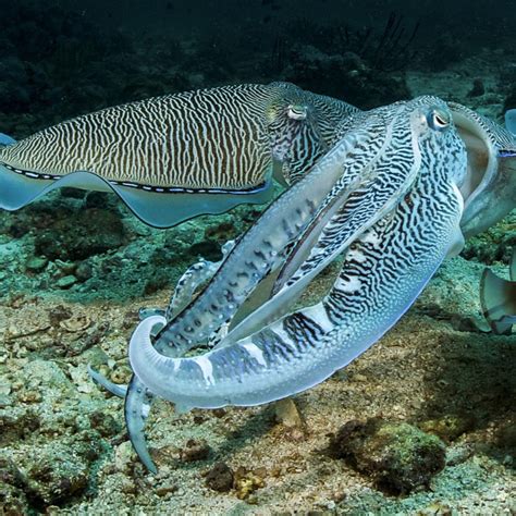 Image result for Color Changing Animals