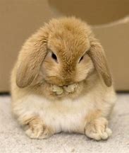 Image result for Funny Fat Baby Bunnies