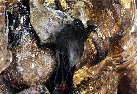 Birds of India - Edible-nest Swiftlet - Collocalia fuciphaga ...
