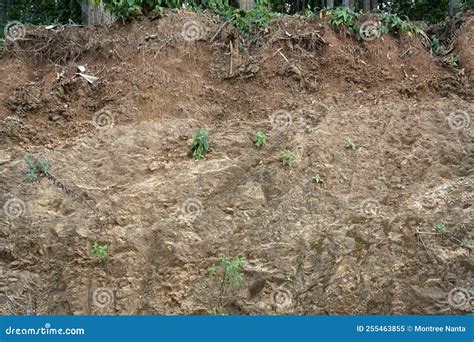 Soil Horizon Layers. O is Humus or Organic, a is Topsoil, B is Subsoil, C is Parent Material and ...
