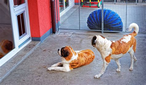 Pet Boarding Insurance - Insurance Canopy