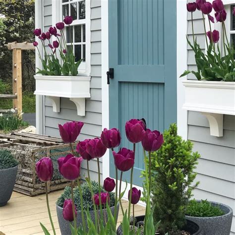 Window Box Flowers 的图像结果