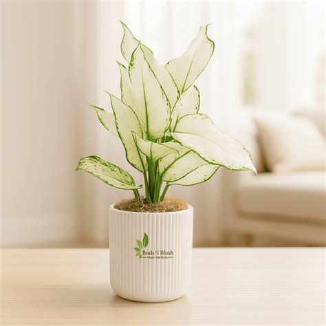 Elegant Indoor Plants