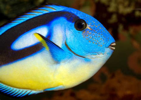 MARINE FISHES - PACIFIC BLUE TANG – BLOO AQUA STUDIO