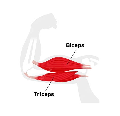 Triceps And Biceps