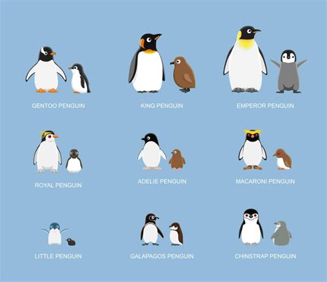 Different Types of Penguin Wallpaper Mural - Magicdecor®