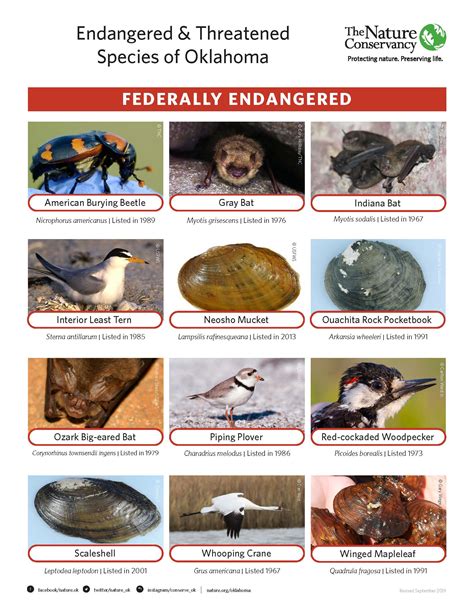 Endangered Birds List
