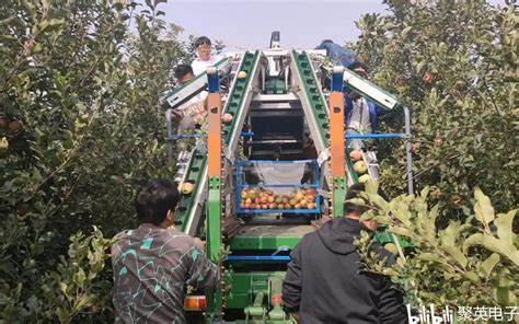台湾农友承包不良果园 利用新知生产爱文芒果 - 农牧世界