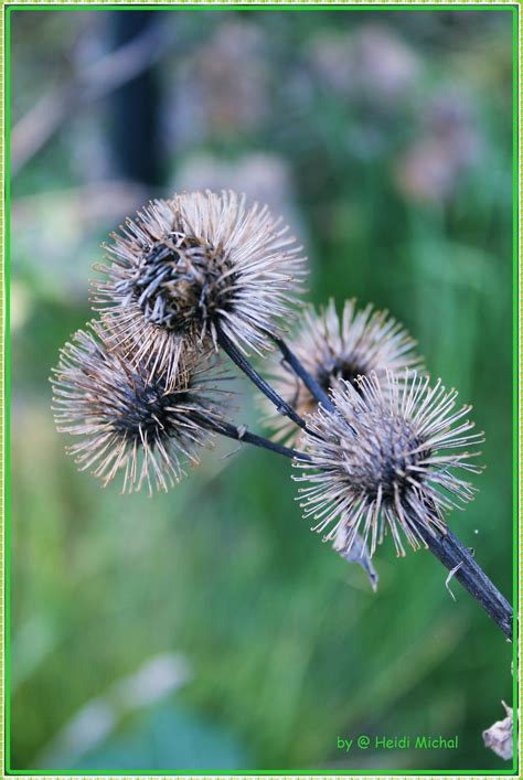 Bildergebnis für Kletten