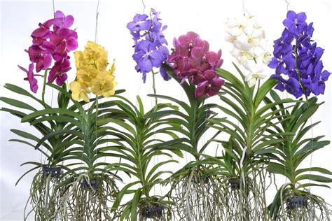 Vanda Orchid Complete Info and Beginners’ Guide - GetRather.com