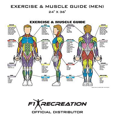 Image result for Body Muscle Exercise Chart